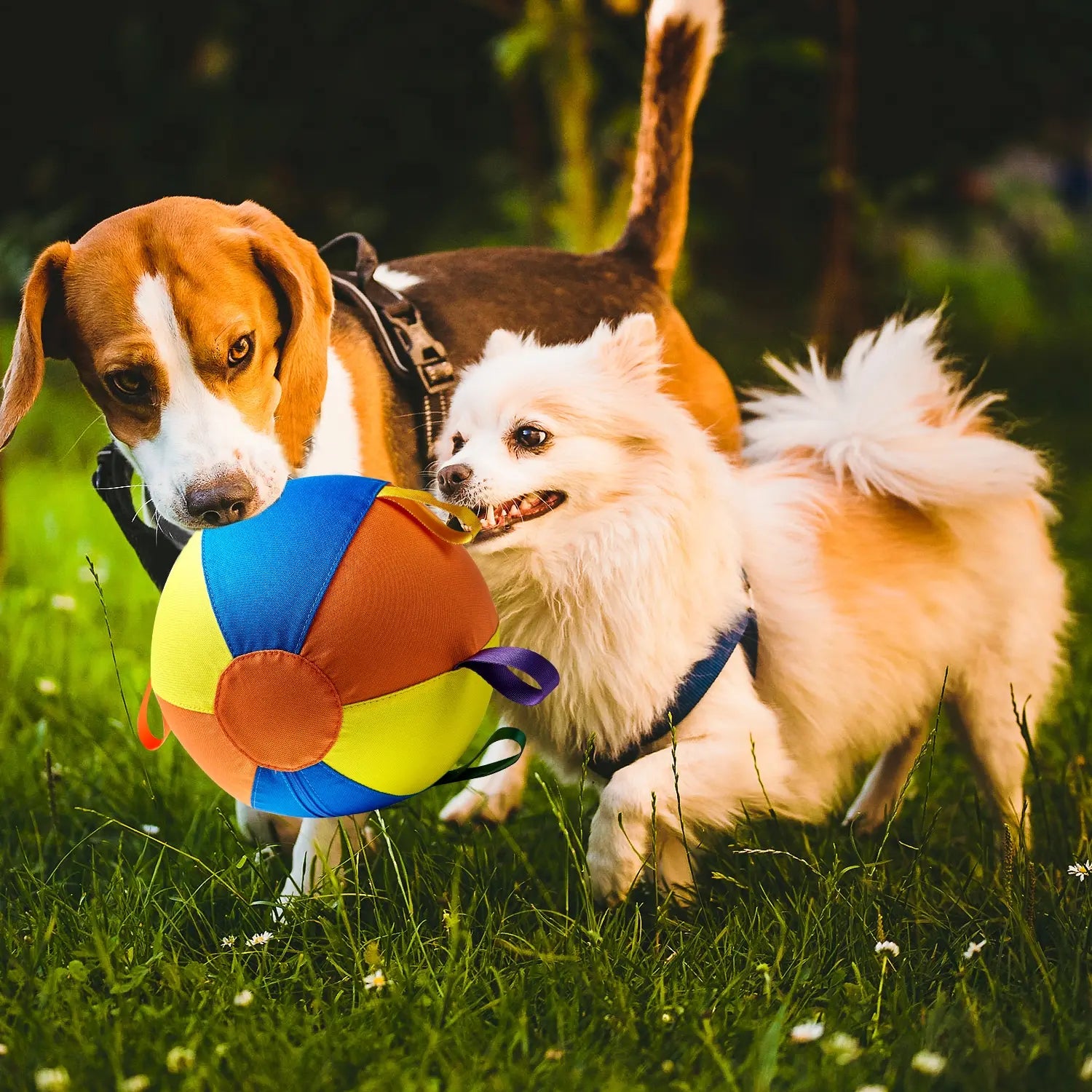 Pet Dog Toy Inflatable Ball Pattern, Interactive Pet Toy, Dog Training Play Ball, Durable Chew, Suitable for Large Medium Small Dogs